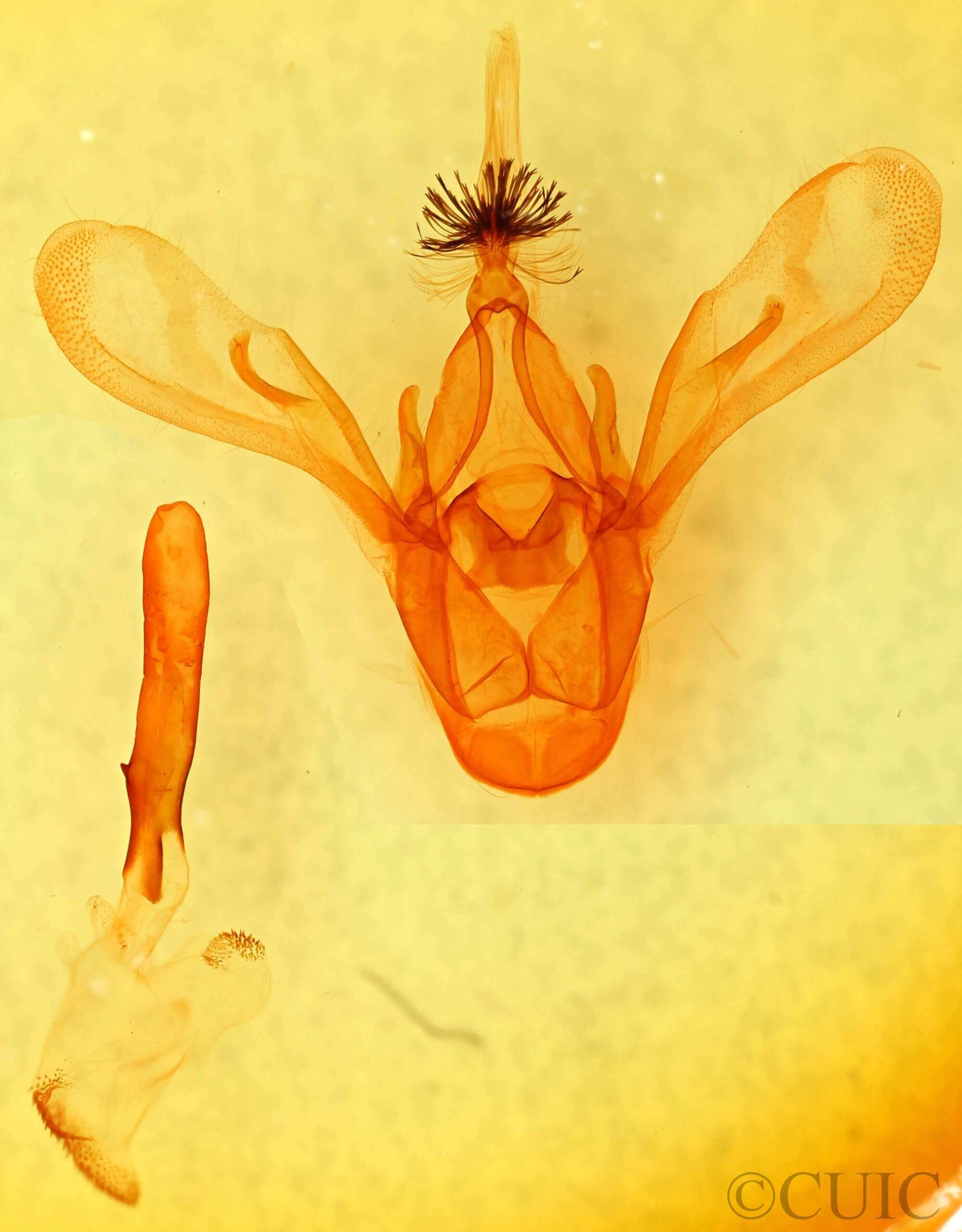 genitalia view of adult Cissusa mucronata