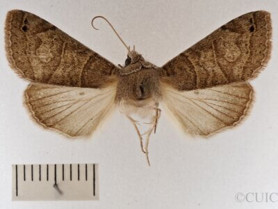 dorsal view of adult Cissusa mucronata