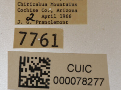 label view of adult Cissusa mucronata