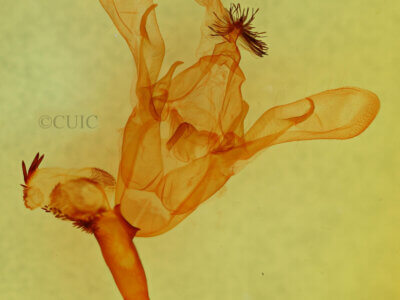 genitalia view of adult Cissusa sp.