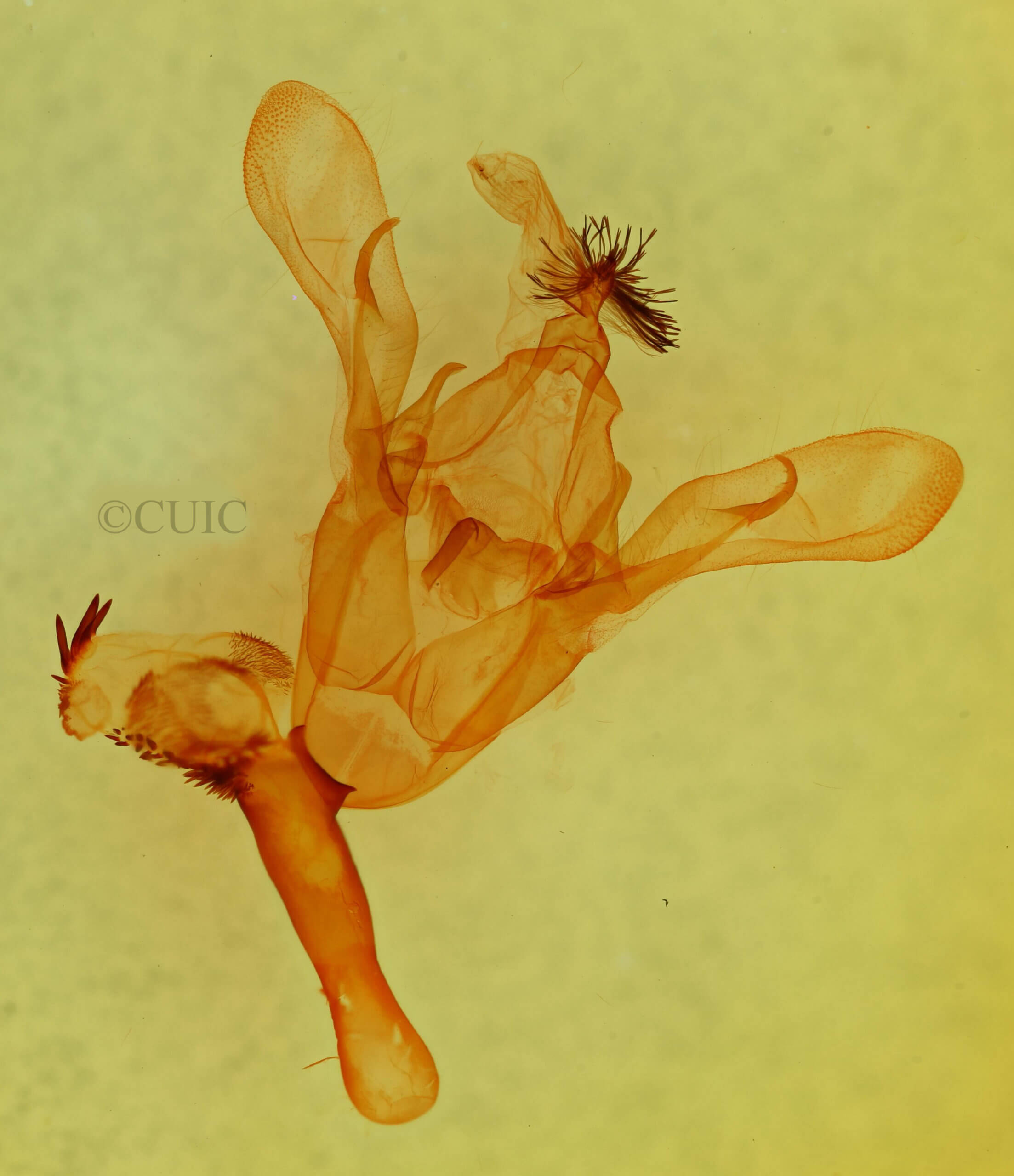 genitalia view of adult Cissusa sp.