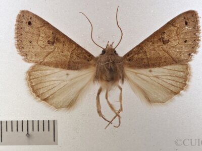 dorsal view of adult Cissusa sp.