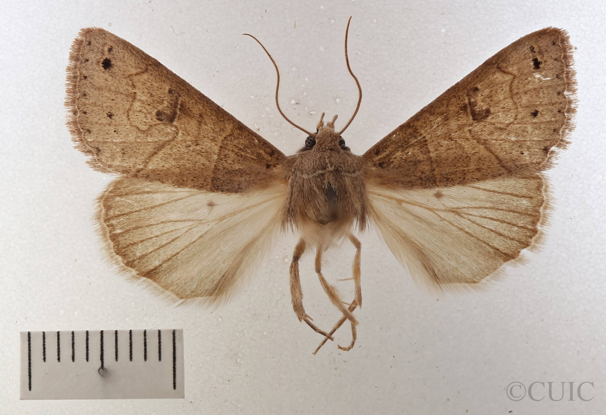 dorsal view of adult Cissusa sp.