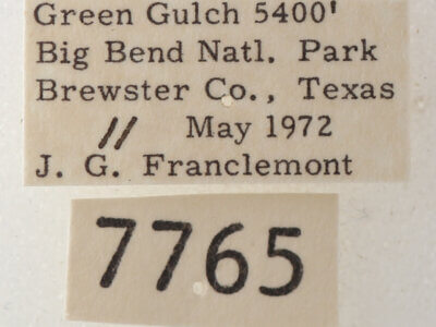 label view of adult Cissusa sp.