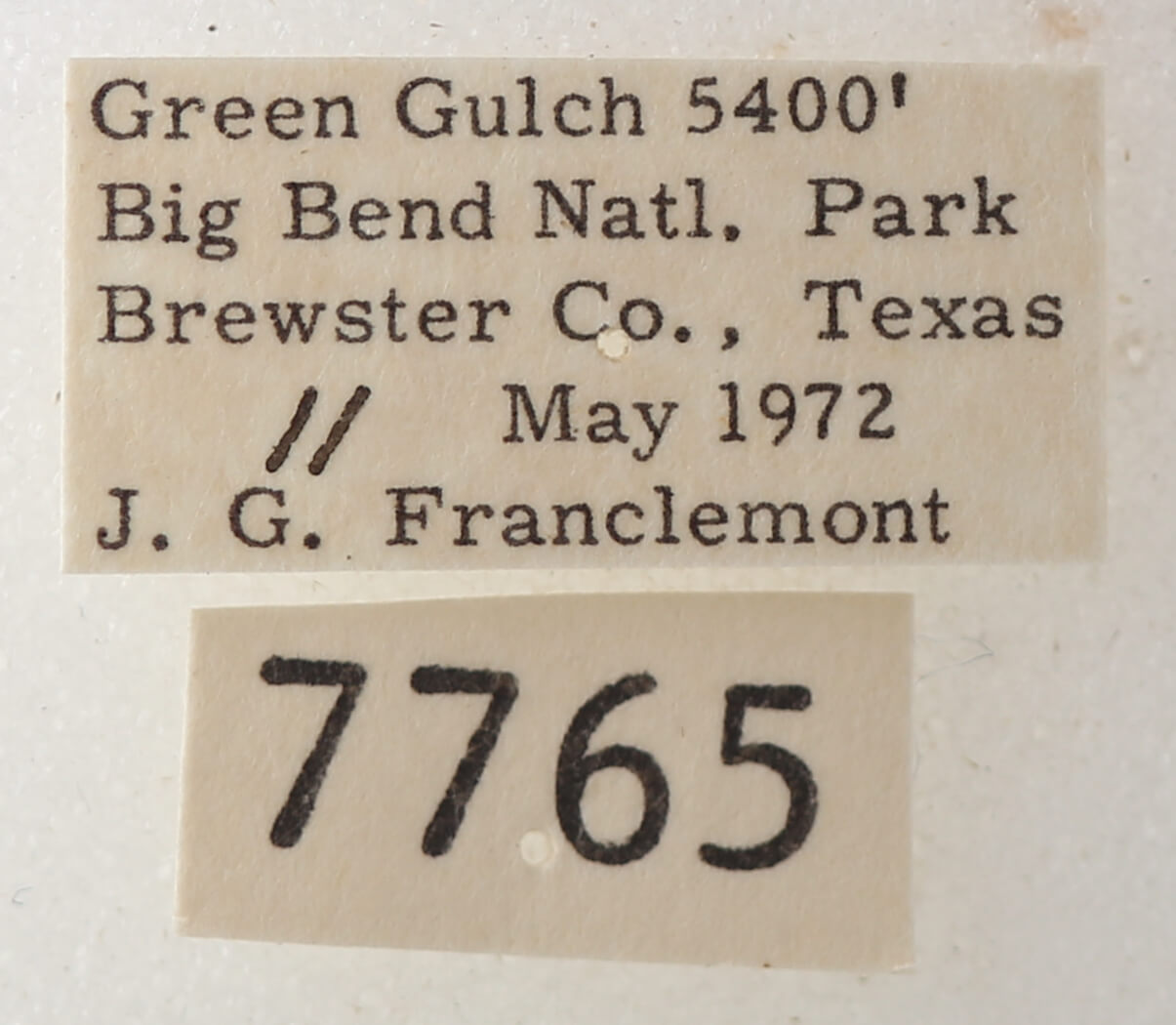 label view of adult Cissusa sp.