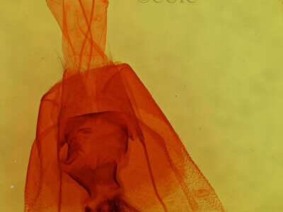 genitalia view of adult Cissusa sp.