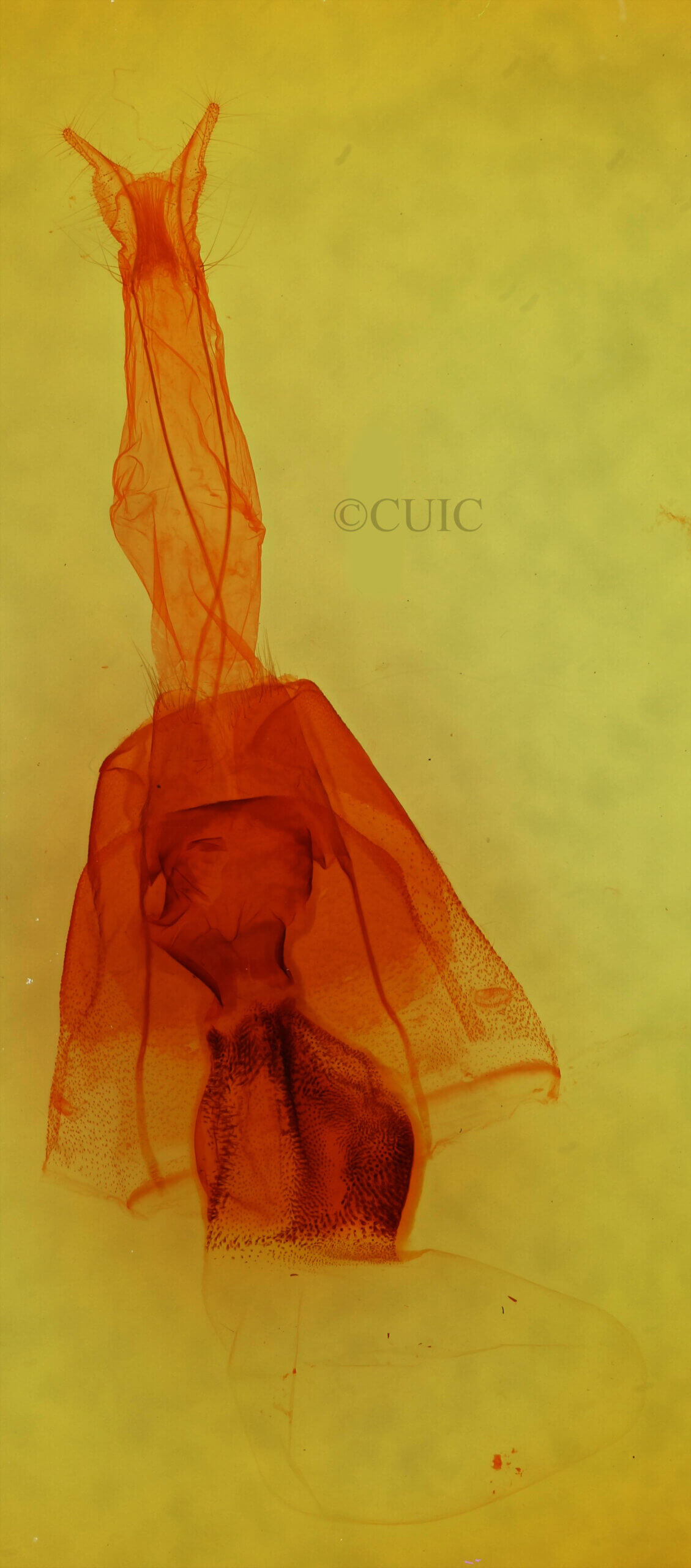 genitalia view of adult Cissusa sp.