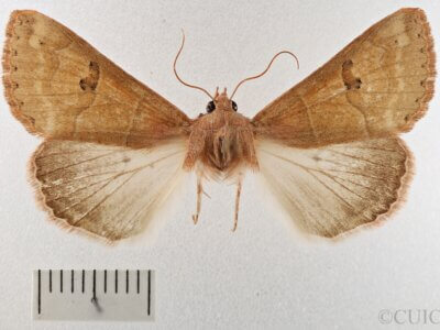 dorsal view of adult Cissusa sp.