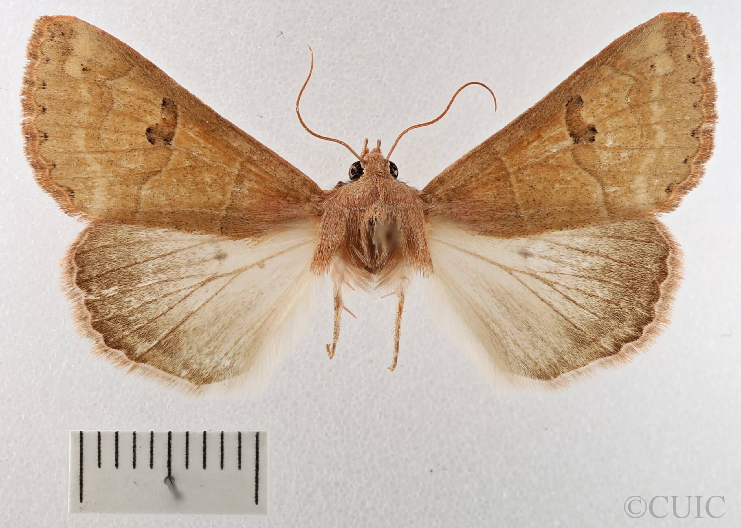 dorsal view of adult Cissusa sp.