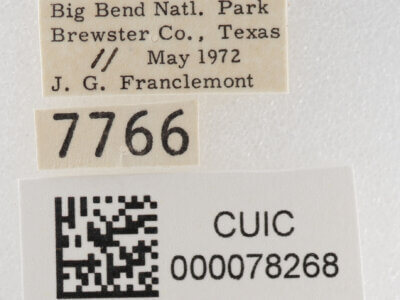 label view of adult Cissusa sp.