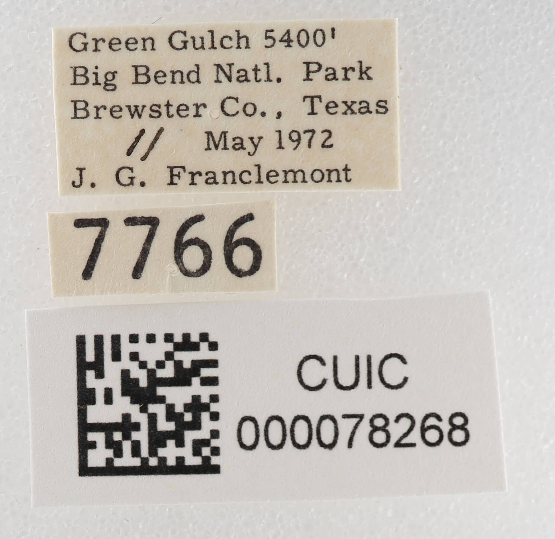 label view of adult Cissusa sp.