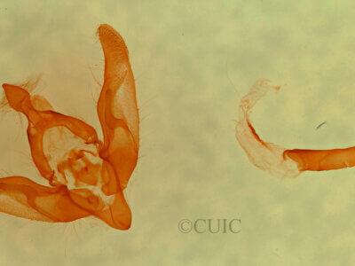 genitalia view of adult Brachyloma thula