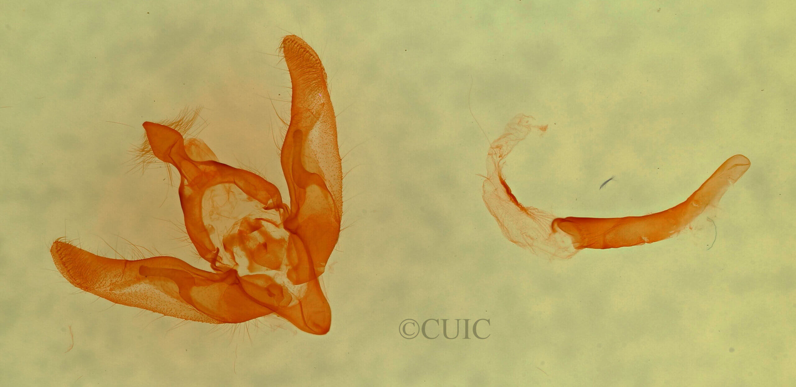 genitalia view of adult Brachyloma thula