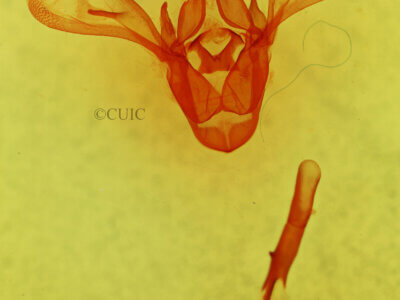 genitalia view of adult Cissusa mucronata