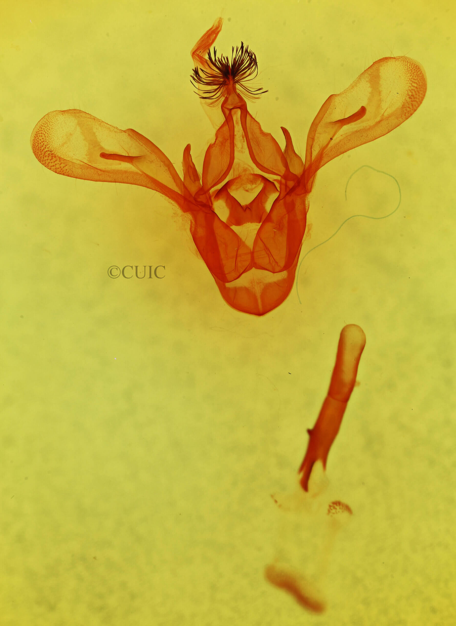 genitalia view of adult Cissusa mucronata