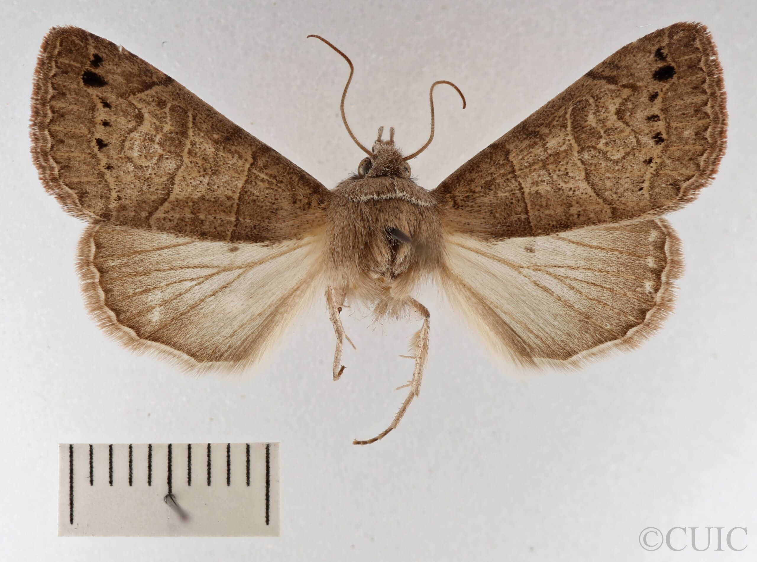 dorsal view of adult Cissusa mucronata