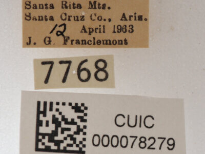 label view of adult Cissusa mucronata