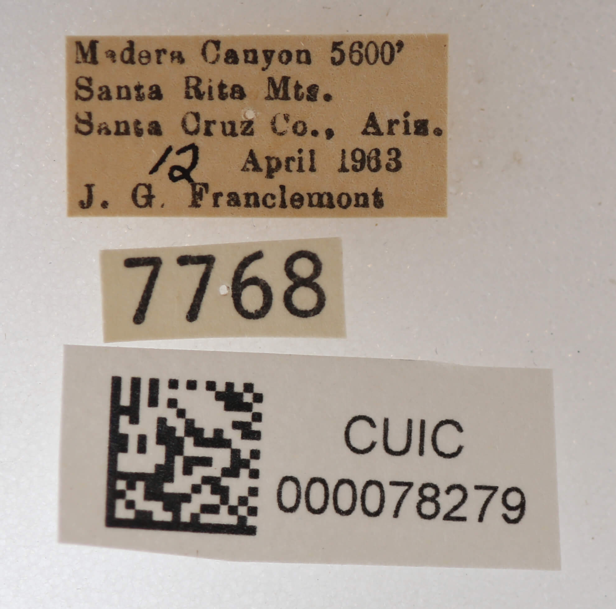 label view of adult Cissusa mucronata