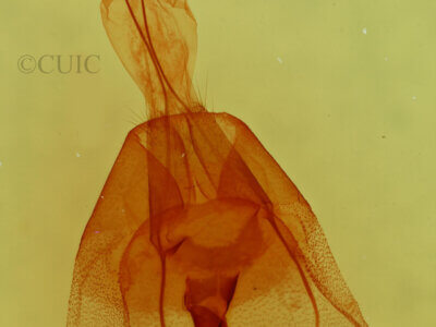 genitalia view of adult Cissusa mucronata