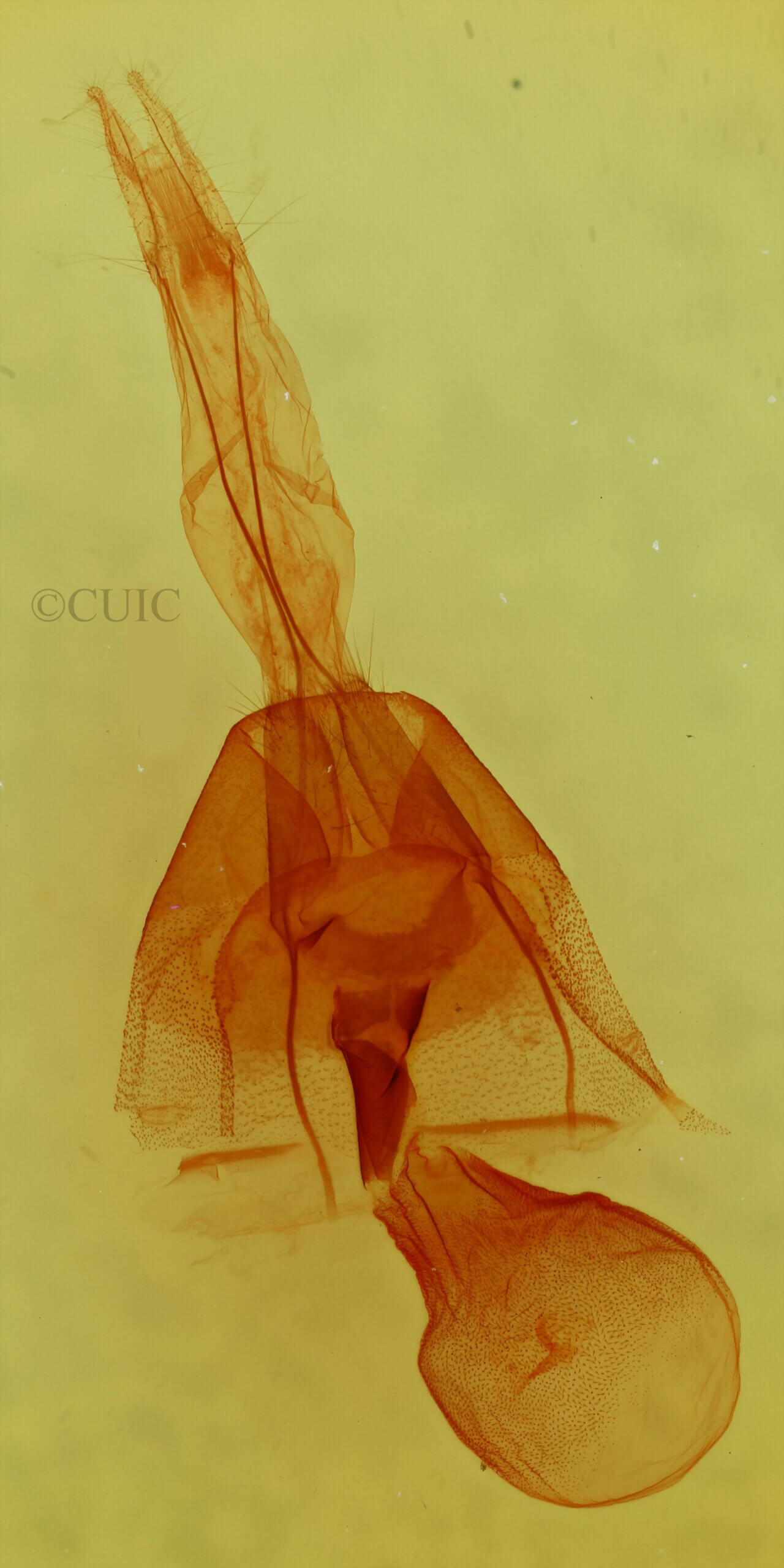 genitalia view of adult Cissusa mucronata