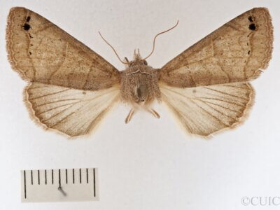 dorsal view of adult Cissusa mucronata