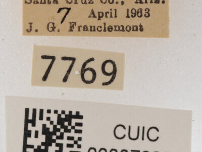 label view of adult Cissusa mucronata