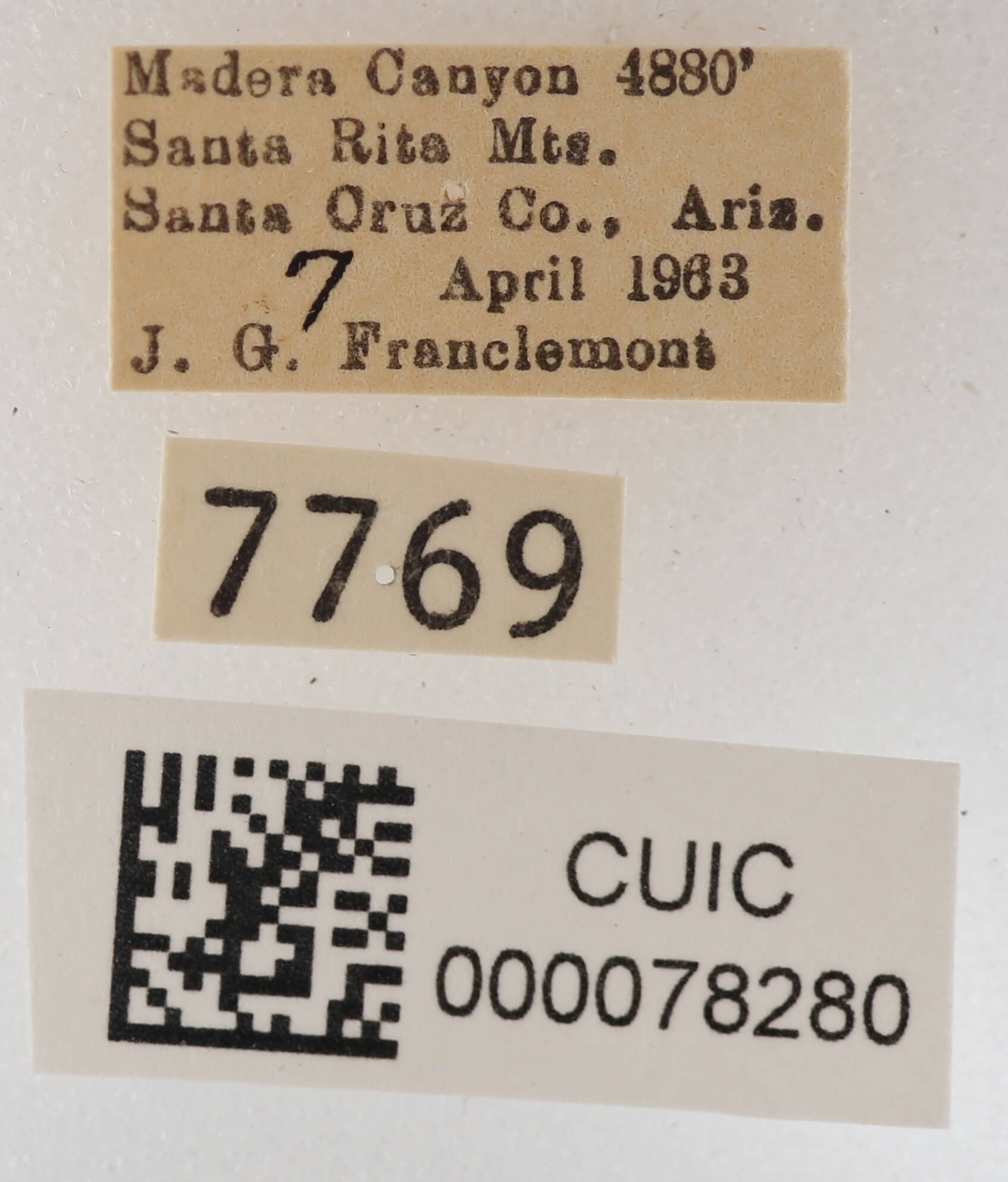 label view of adult Cissusa mucronata