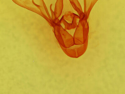 genitalia view of adult Cissusa mucronata