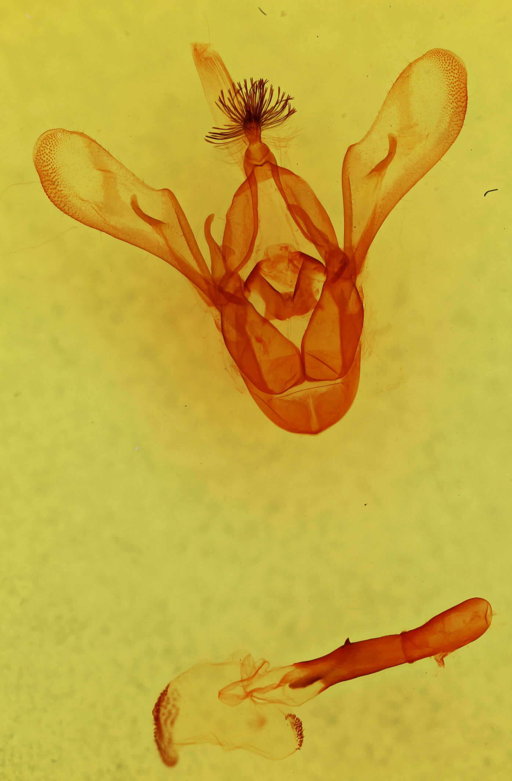 genitalia view of adult Cissusa mucronata