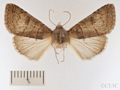 dorsal view of adult Cissusa mucronata