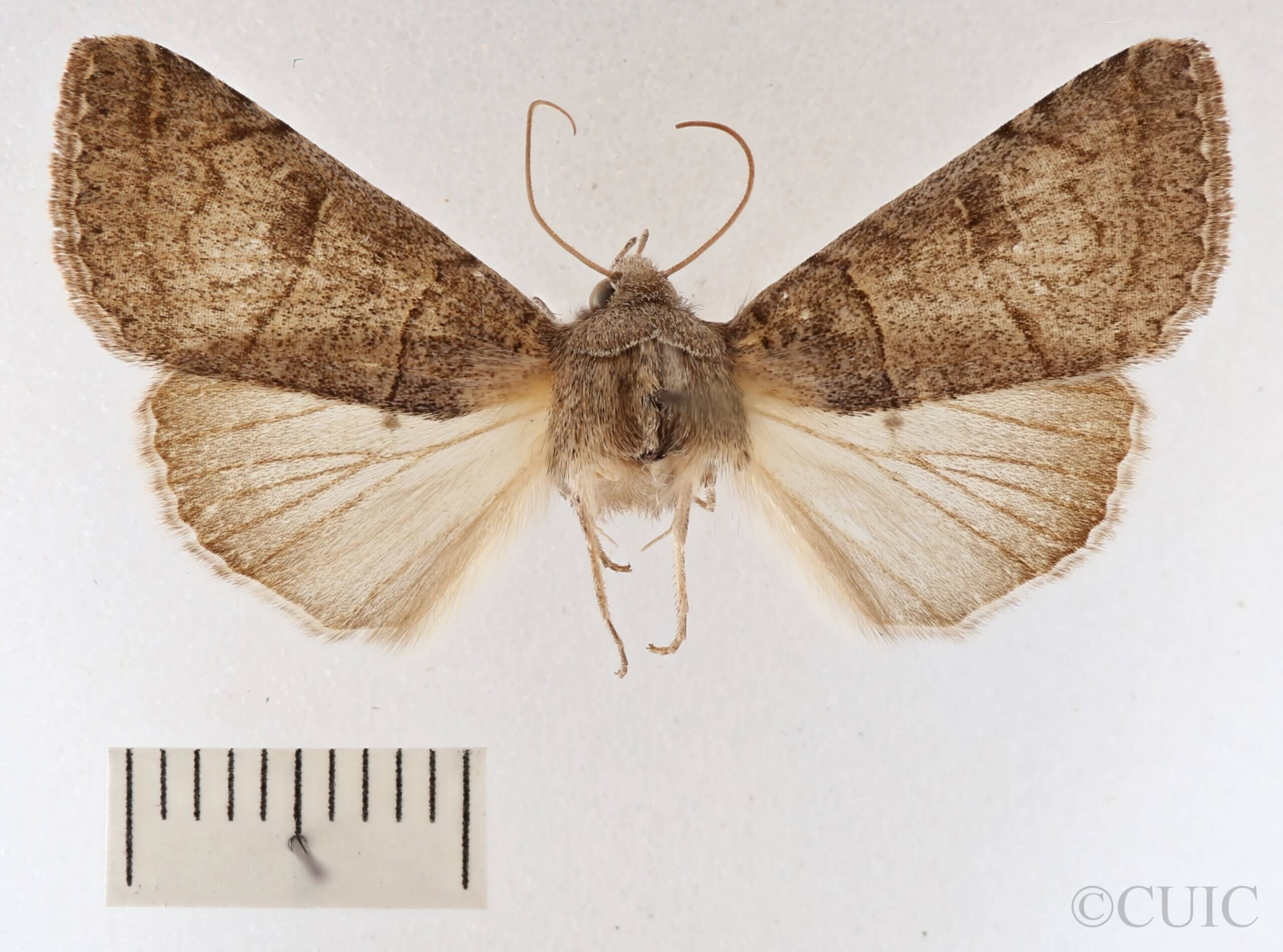 dorsal view of adult Cissusa mucronata