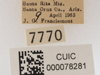 label view of adult Cissusa mucronata