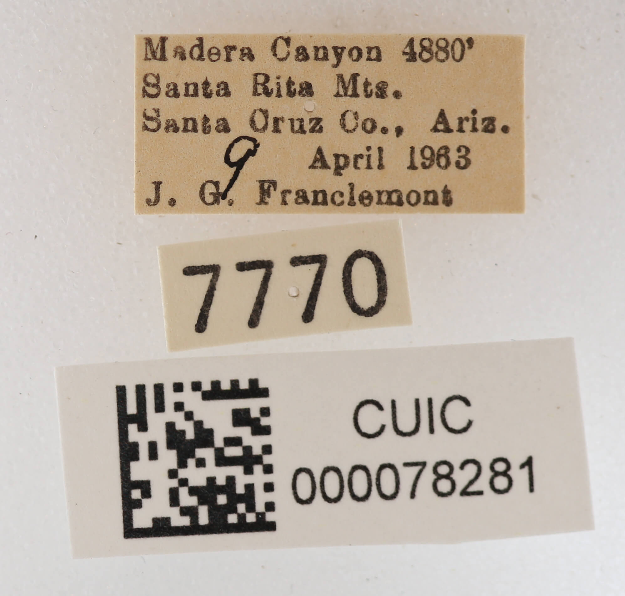 label view of adult Cissusa mucronata