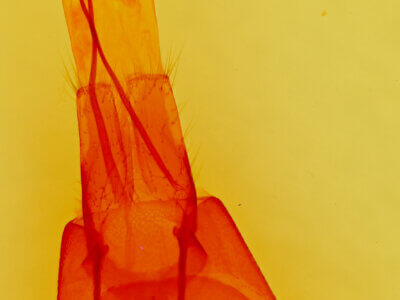 genitalia view of adult Cissusa spadix
