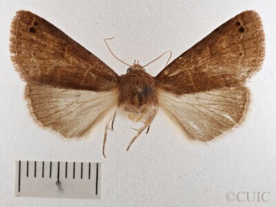 dorsal view of adult Cissusa spadix