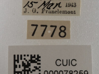 label view of adult Cissusa spadix