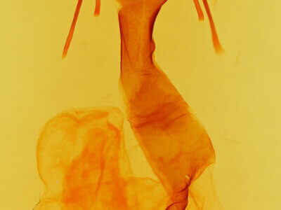 genitalia view of adult Trichocerapoda strigata