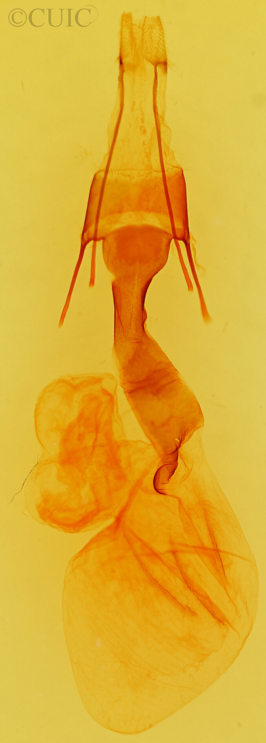 genitalia view of adult Trichocerapoda strigata