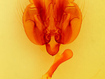 genitalia view of adult Leucania phragmitidicola