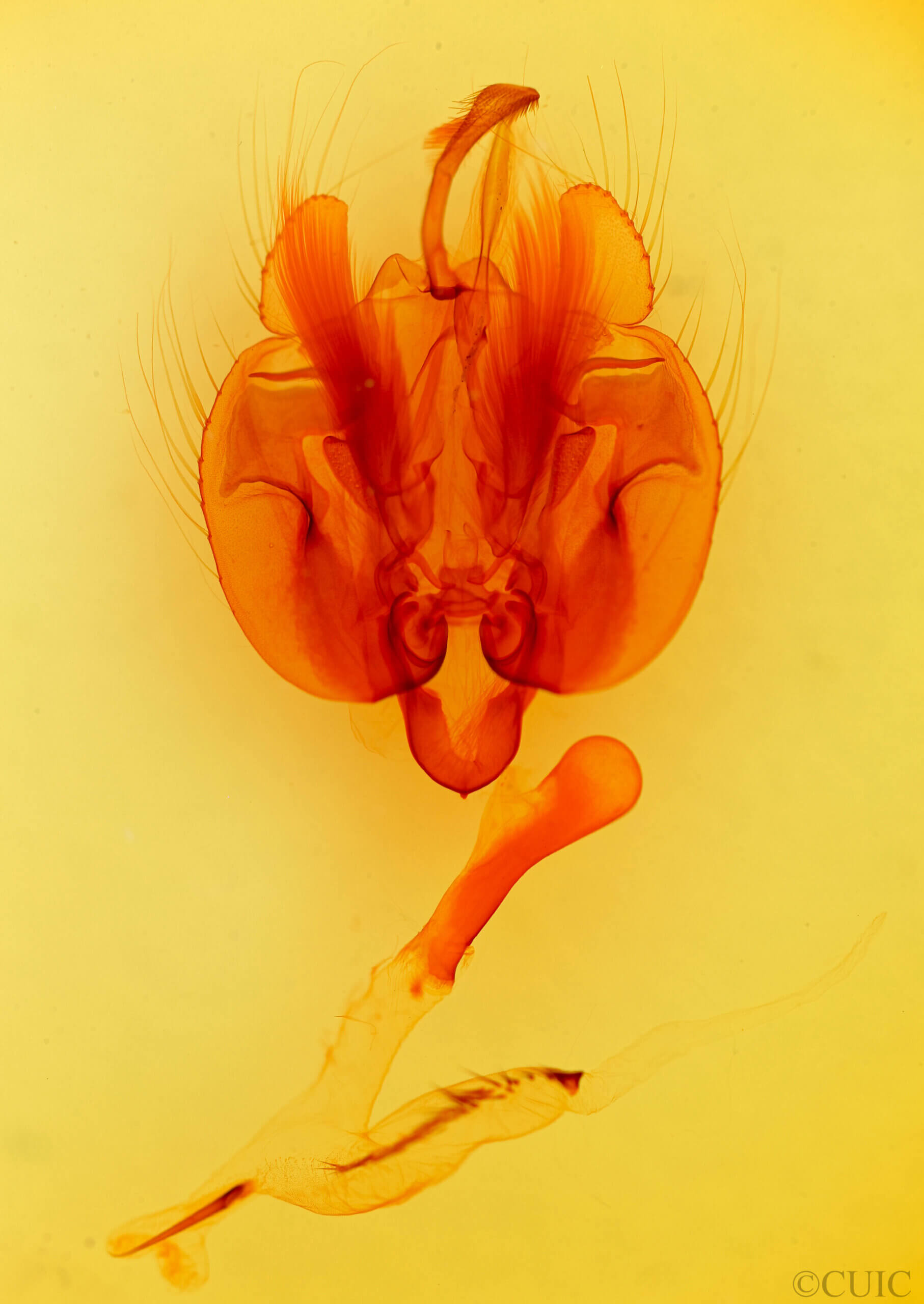 genitalia view of adult Leucania phragmitidicola