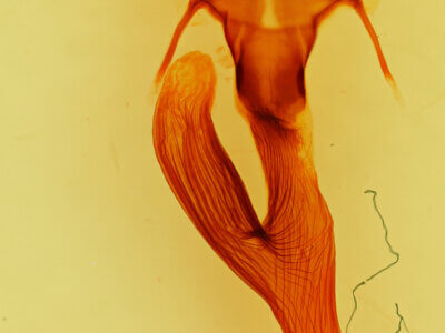 genitalia view of adult Leucania phragmitidicola