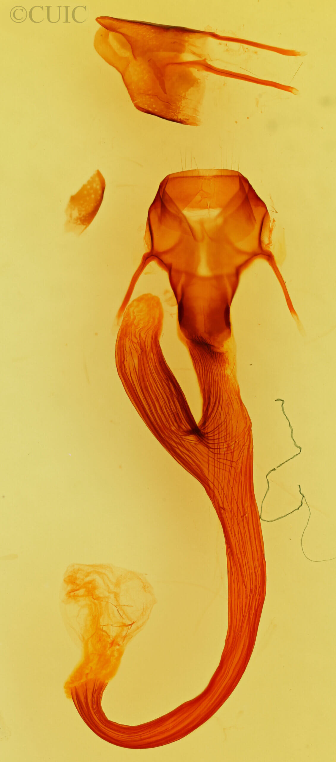 genitalia view of adult Leucania phragmitidicola