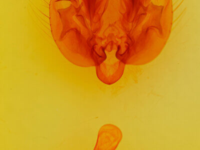 genitalia view of adult Leucania anteroclara