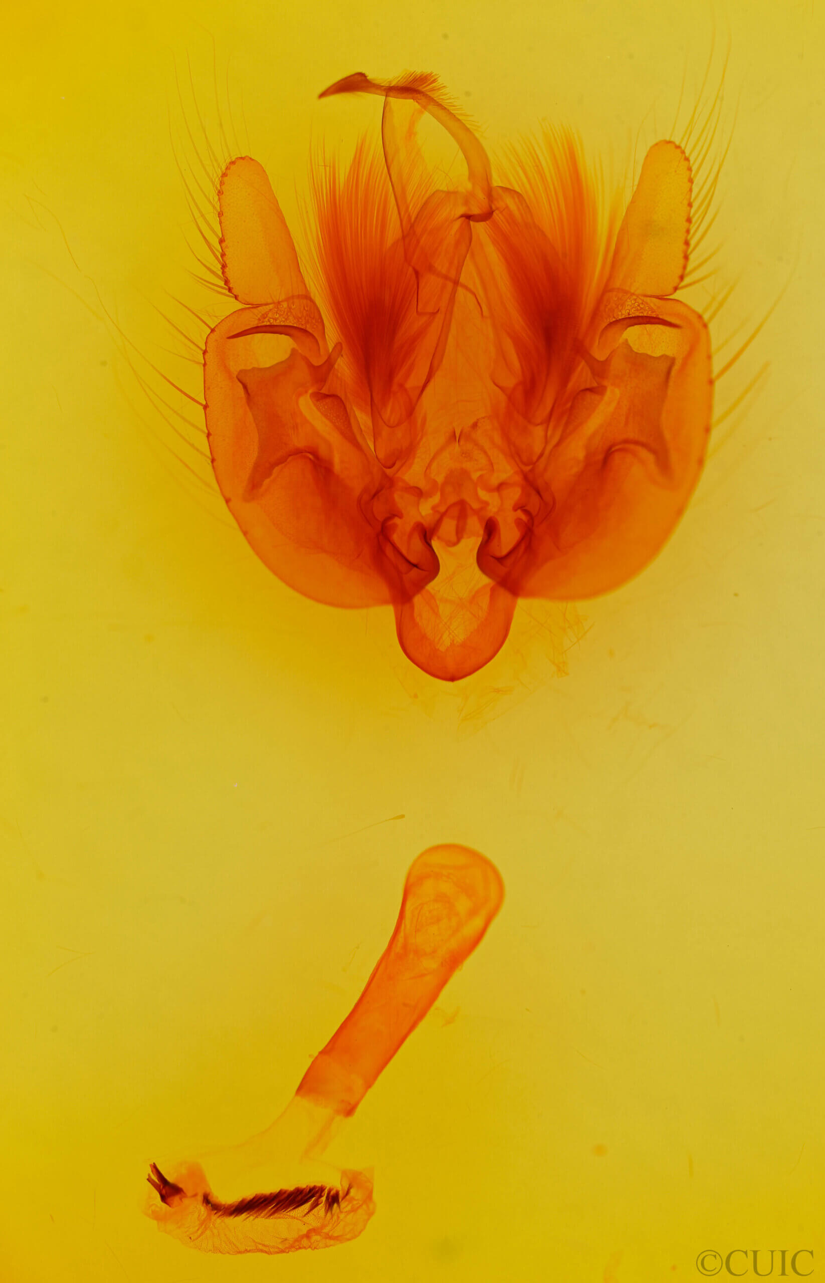 genitalia view of adult Leucania anteroclara
