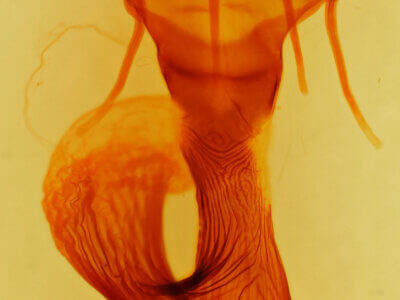 genitalia view of adult Leucania anteroclara