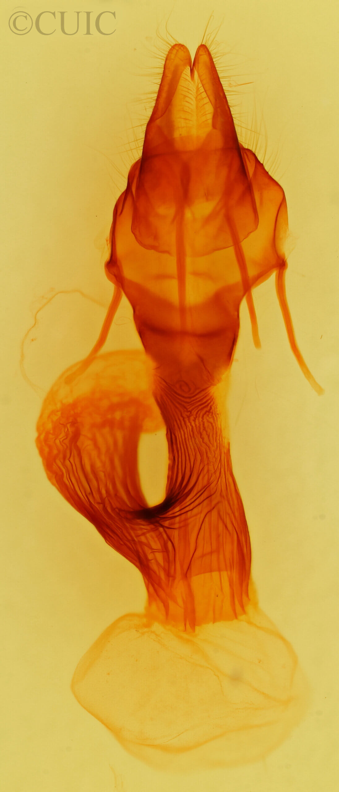 genitalia view of adult Leucania anteroclara
