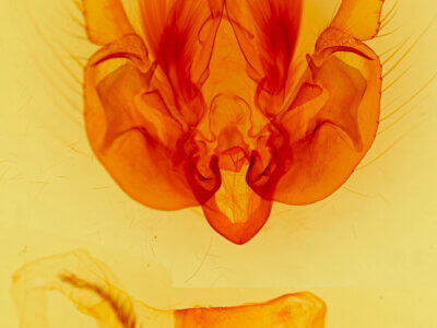 genitalia view of adult Leucania multilinea