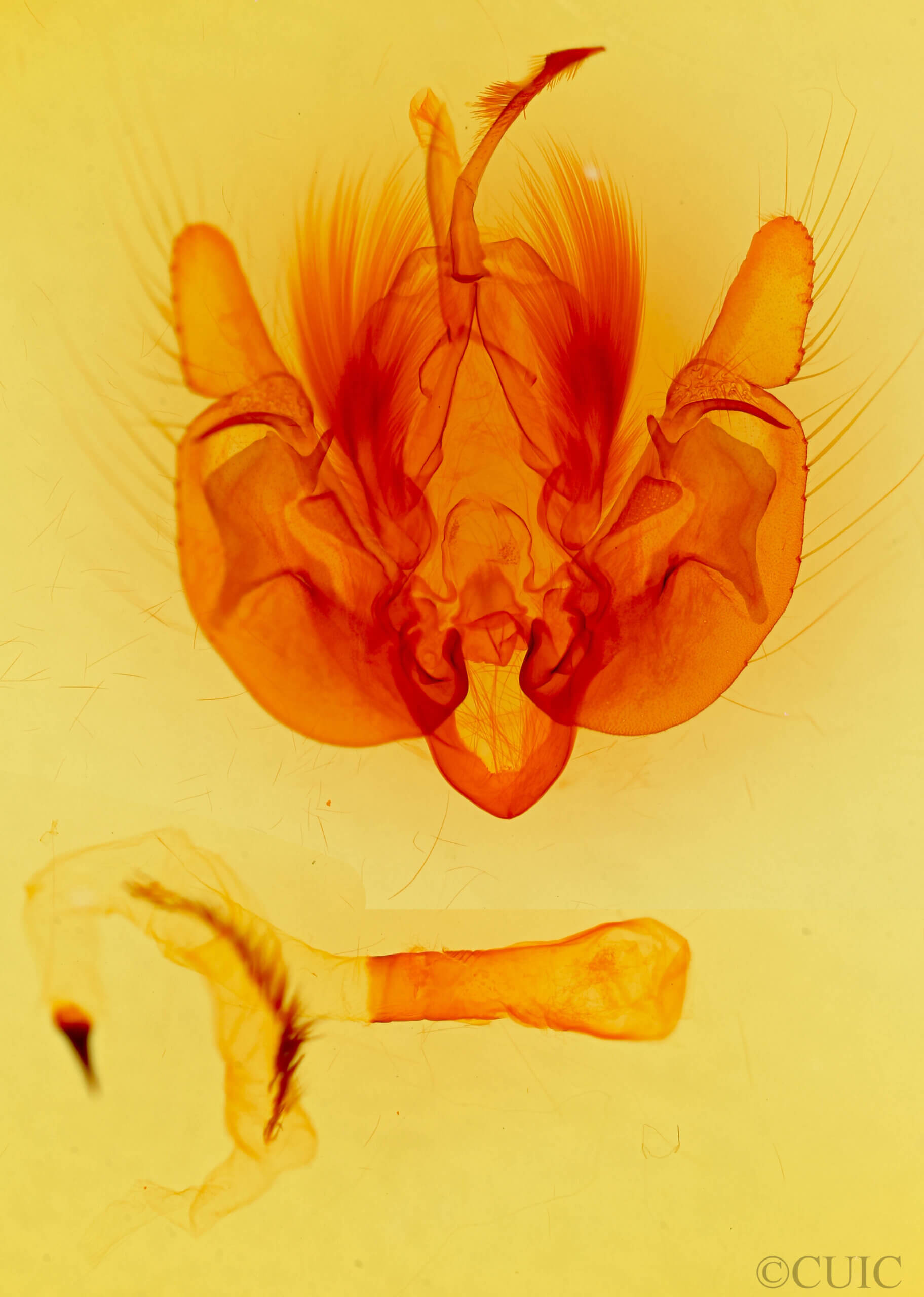 genitalia view of adult Leucania multilinea