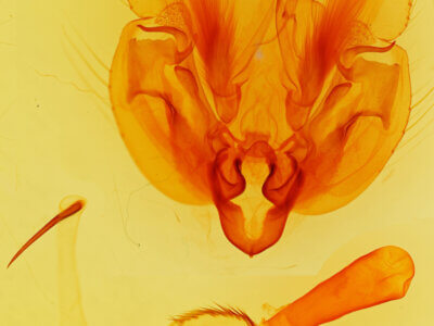 genitalia view of adult Leucania phragmitidicola