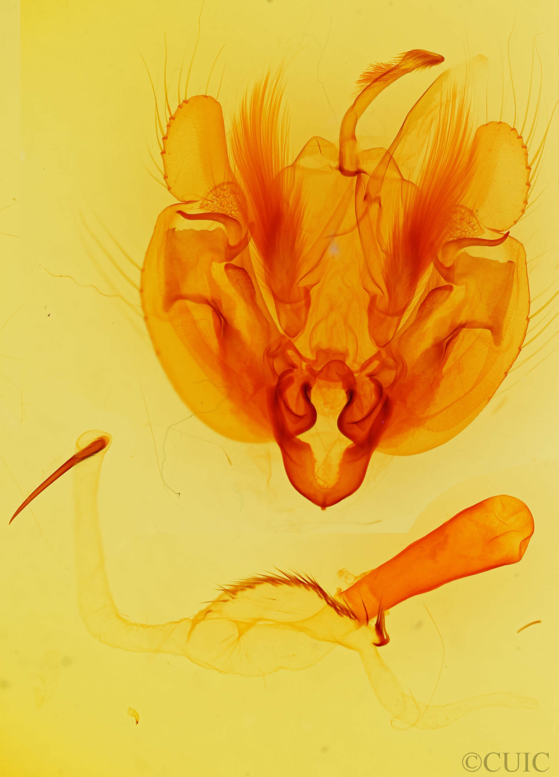 genitalia view of adult Leucania phragmitidicola